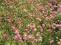 Sea Thrift / Armeria maritima 